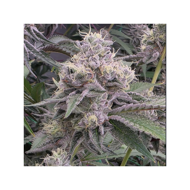 Ztrawberry Soup Bask Triangle Farms 13 semillas