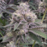 Ztrawberry Soup Regular de Bask Triangle Farms