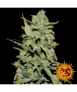 Peyote Critical online comprar Peyote Critical