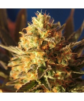 Bling-Bling Haze online comprar Bling-Bling Haze