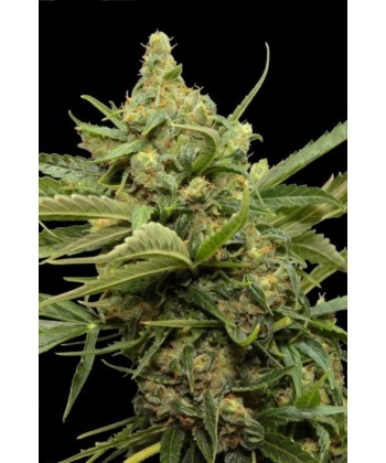 Comprar Maxigom de Grassomatic