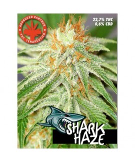 Shark Haze