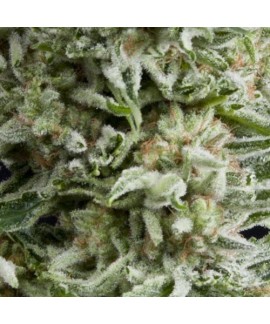 Auto Amnesia Gold online comprar Auto Amnesia Gold