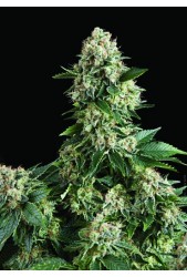 Auto New York City de Pyramid Seeds