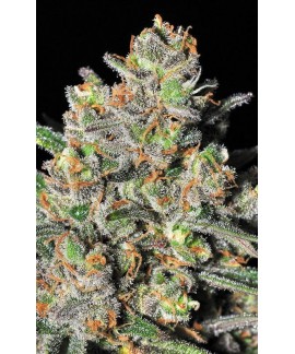 Green Love Potion de Samsara Seeds