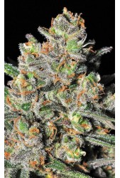 Green Love Potion de Samsara Seeds