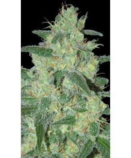 Holy Grail 69 de Samsara Seeds