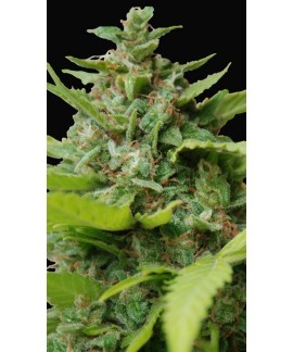 Kiss Dragon de Samsara Seeds