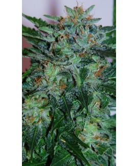 Flash Babylon de Samsara Seeds