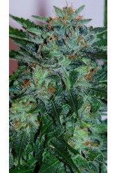 Flash Babylon de Samsara Seeds