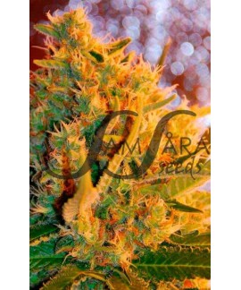 Shot Adrenaline de Samsara Seeds