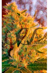 Shot Adrenaline de Samsara Seeds