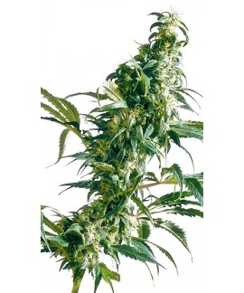 Mexican Sativa online comprar Mexican Sativa