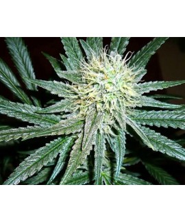 Amnesia Cordobesa online comprar Amnesia Cordobesa