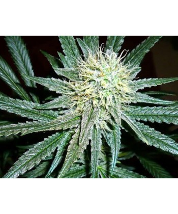 Comprar Amnesia Cordobesa de The Doctor Seeds