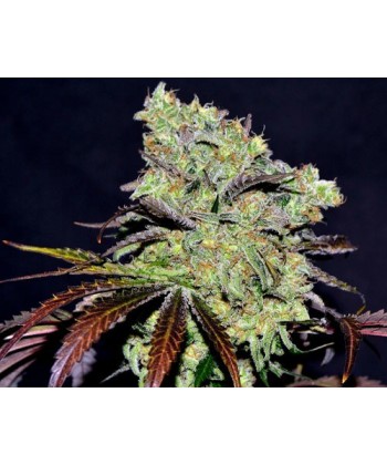 Comprar Abderraman de The Doctor Seeds