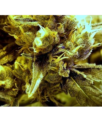 Comprar Califa 13 de The Doctor Seeds