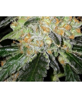 Cheese Special de The Doctor Seeds