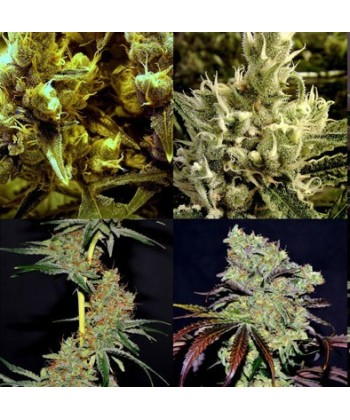 Comprar Crisis Mix de The Doctor Seeds