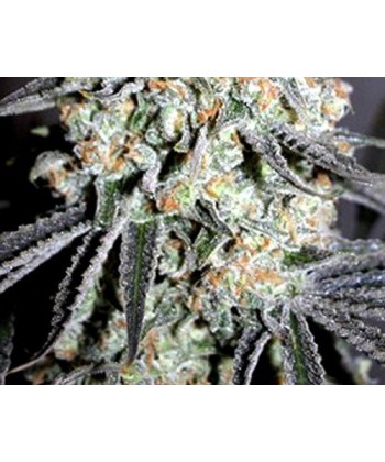 Comprar Critical Special de The Doctor Seeds