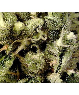 Super Haze online comprar Super Haze