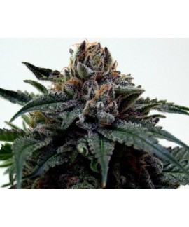 Super Kush de The Doctor Seeds online comprar Super Kush de The Doctor Seeds