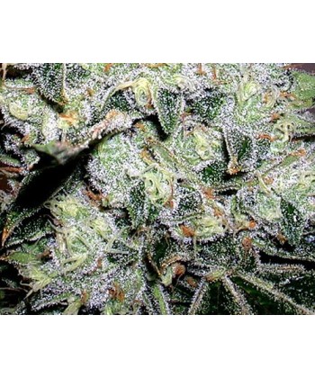 Comprar Yumboldt Special de The Doctor Seeds