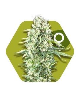Power Plant XL de Zambeza Seeds