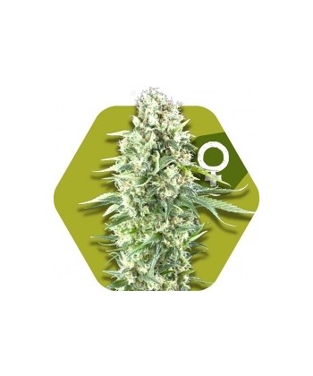 Comprar Power Plant XL de Zambeza Seeds
