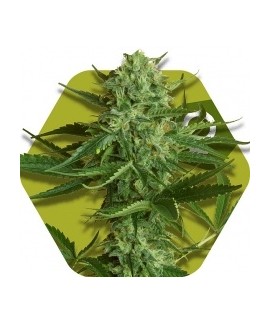 White Widow Haze online comprar White Widow Haze