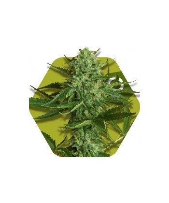 Comprar White Widow Haze de Zambeza Seeds