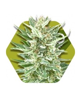 Vanilla ICE de Zambeza Seeds