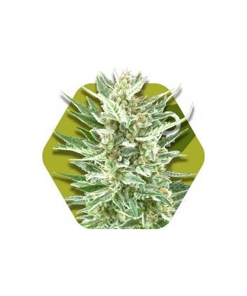Comprar Vanilla ICE de Zambeza Seeds