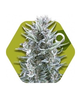 Blueberry de Zambeza Seeds