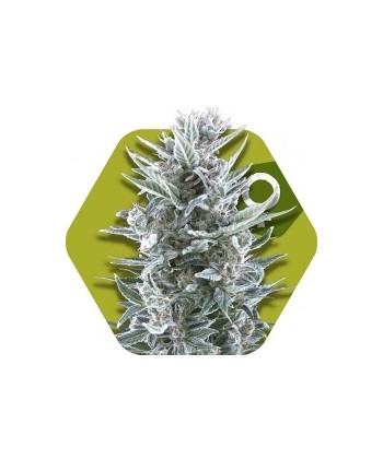 Comprar Blueberry de Zambeza Seeds
