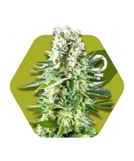 White Widow XL online comprar White Widow XL