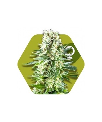 Comprar White Widow XL de Zambeza Seeds