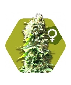 Skunk online comprar Skunk