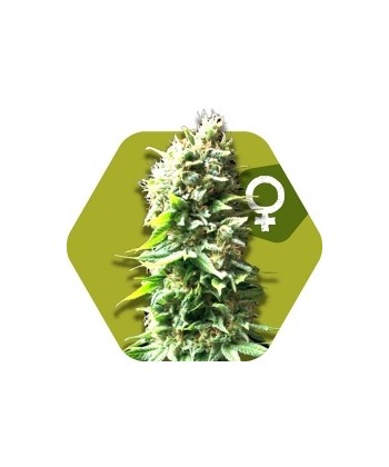 Comprar Skunk de Zambeza Seeds