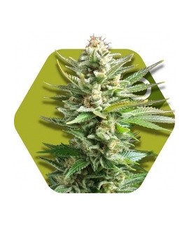 Amnesia Haze XL online comprar Amnesia Haze XL