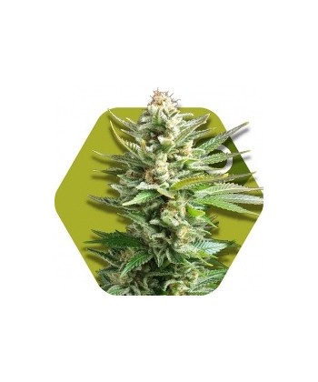 Comprar Amnesia Haze XL de Zambeza Seeds