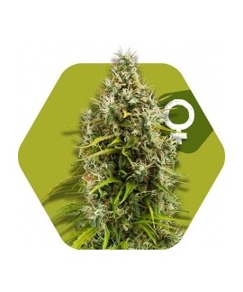 Pineapple Expres de Zambeza Seeds online comprar Pineapple Expres de Zambeza Seeds
