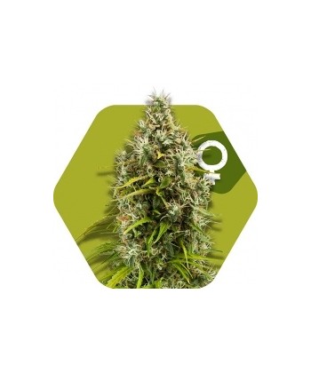 Comprar Pineapple Expres de Zambeza Seeds