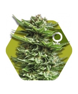 Super Silver Haze online comprar Super Silver Haze