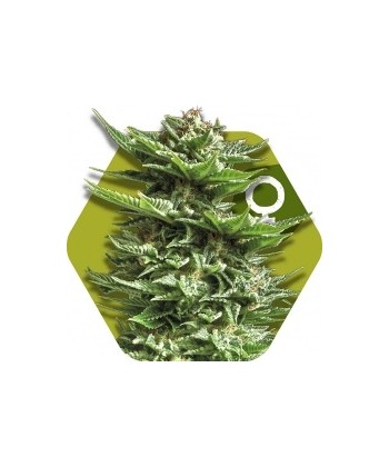 Comprar Super Silver Haze de Zambeza Seeds