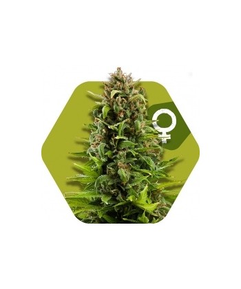 Comprar NY Diesel - Zambeza Seeds