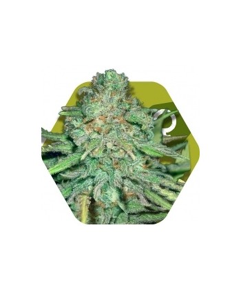 Comprar Lemon Kush de Zambeza Seeds