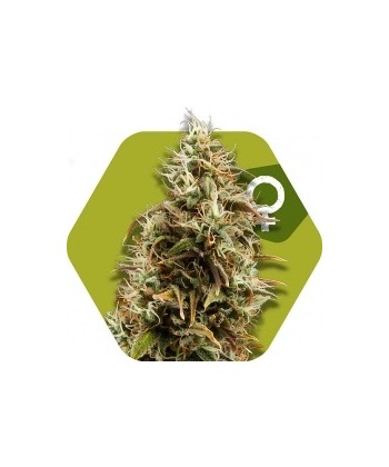 Comprar Choco Candy - Zambeza Seeds