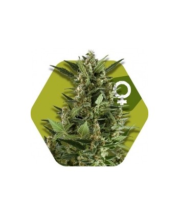 Comprar Green AK XL - Zambeza Seeds