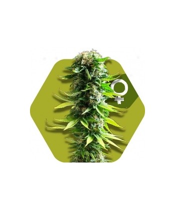 Comprar Blue Spider de Zambeza Seeds